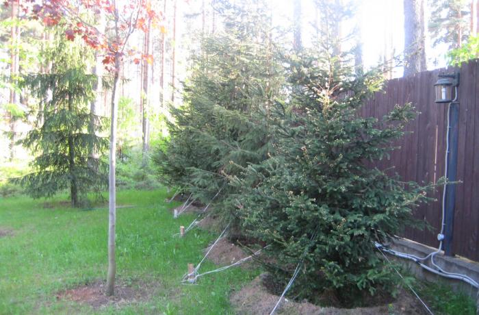 Посадка ели обыкновенной