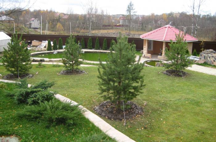 Посадка сосны обыкновенной