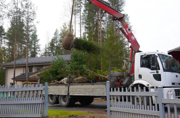 Разгрузка крупномерных деревьев
